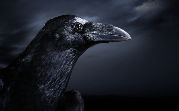Raven Day Approaches!